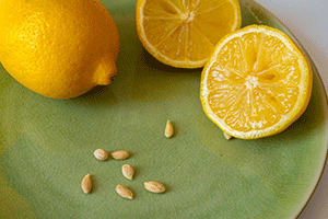 Extracting the Seed from the Lemon
