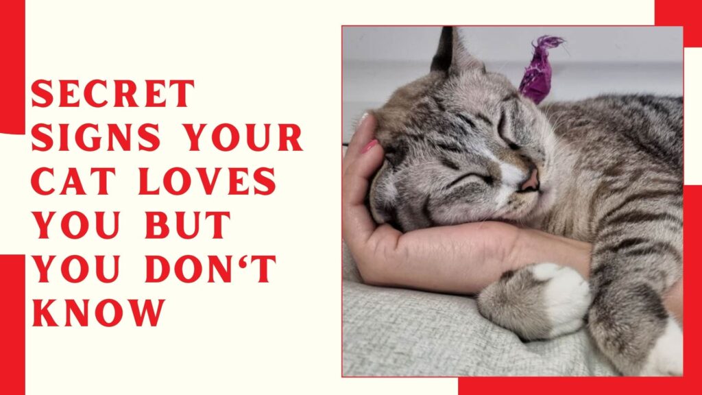 Secret Signs Your Cat Loves You But You Don't know