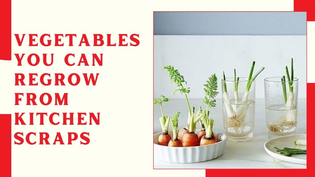 Vegetables You Can Regrow from Kitchen Scraps