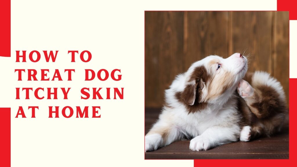 How To Treat Dog Itchy Skin at Home