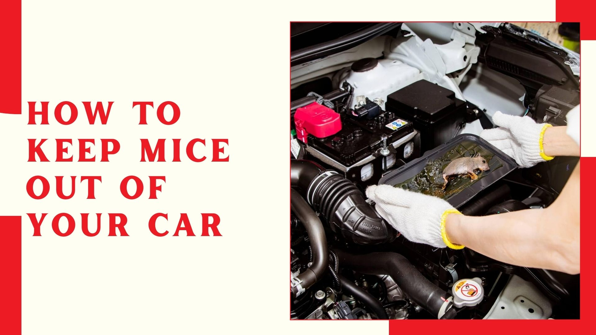 How to Keep Mice Out of Your Car