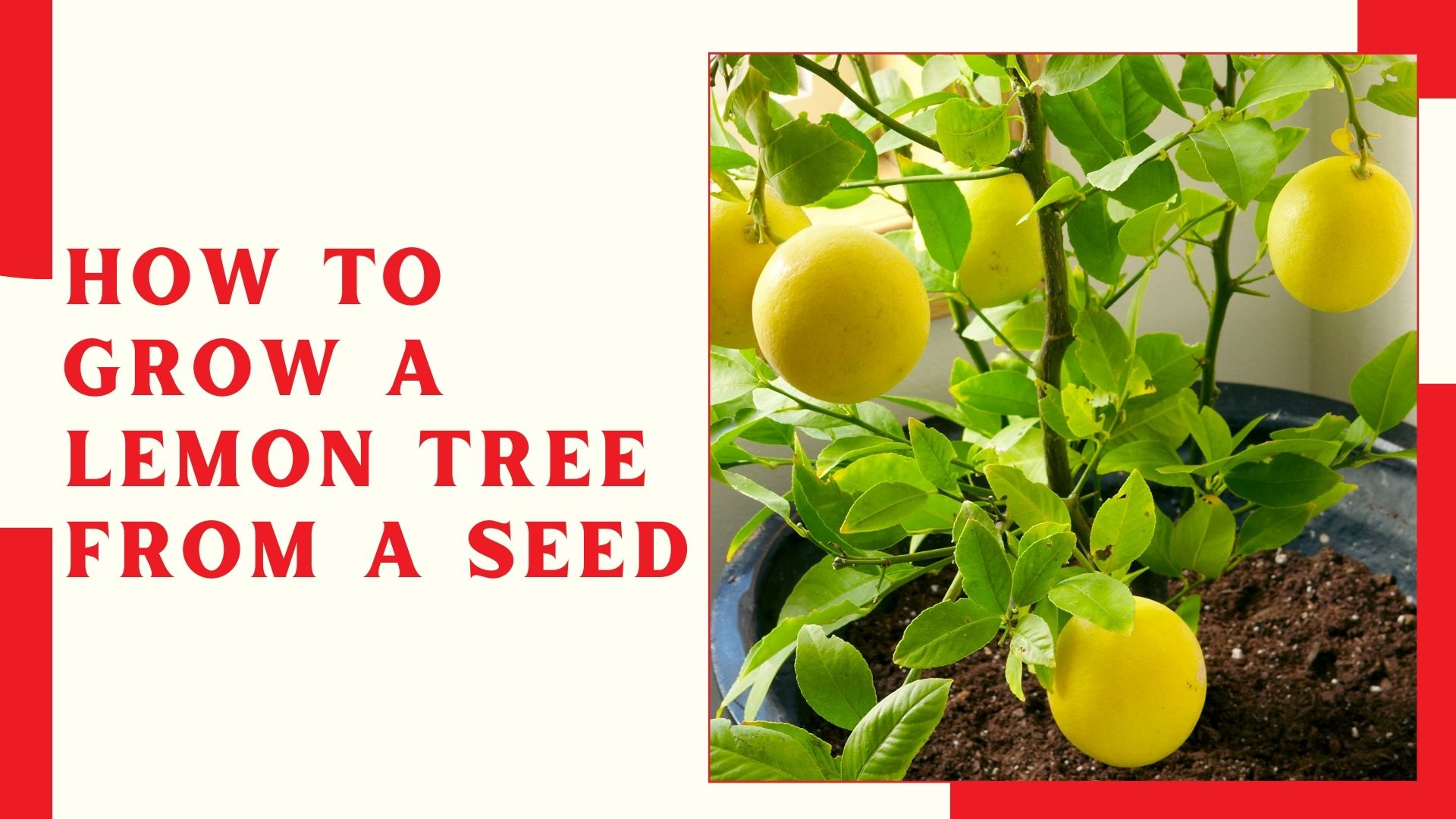 How To Grow A Lemon Tree From A Seed