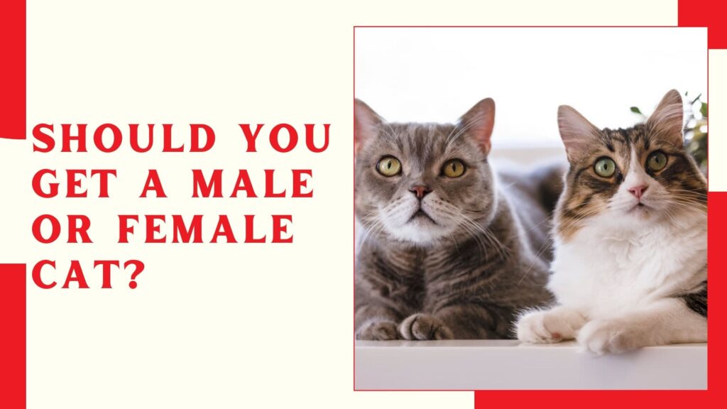 Should You Get a Male or Female Cat?