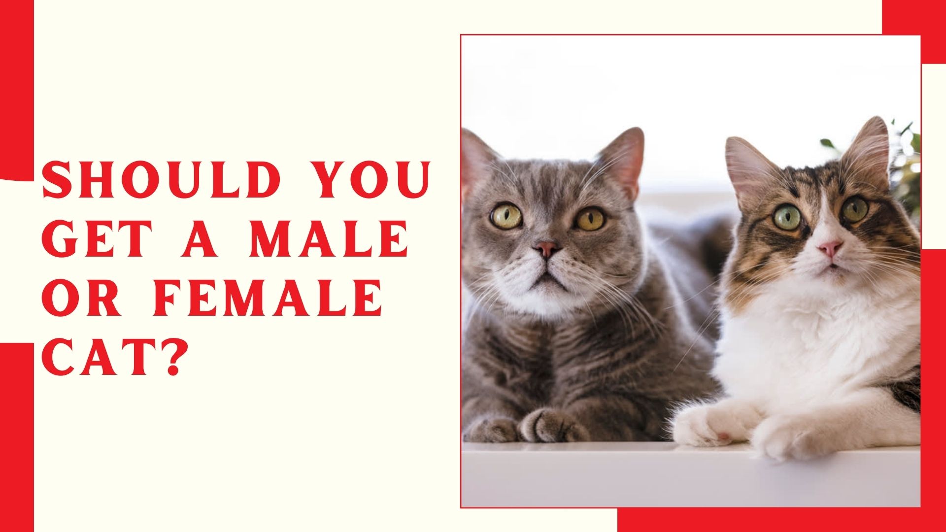 Should You Get a Male or Female Cat?
