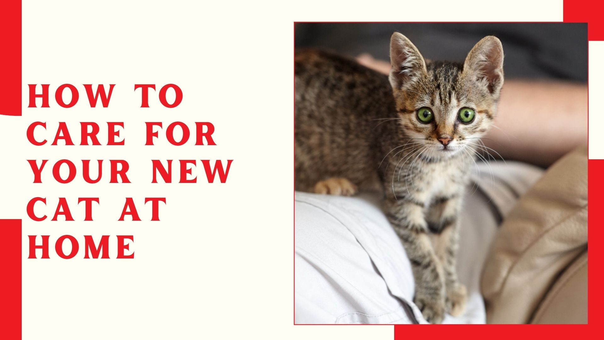 How to Care for Your New Cat at Home