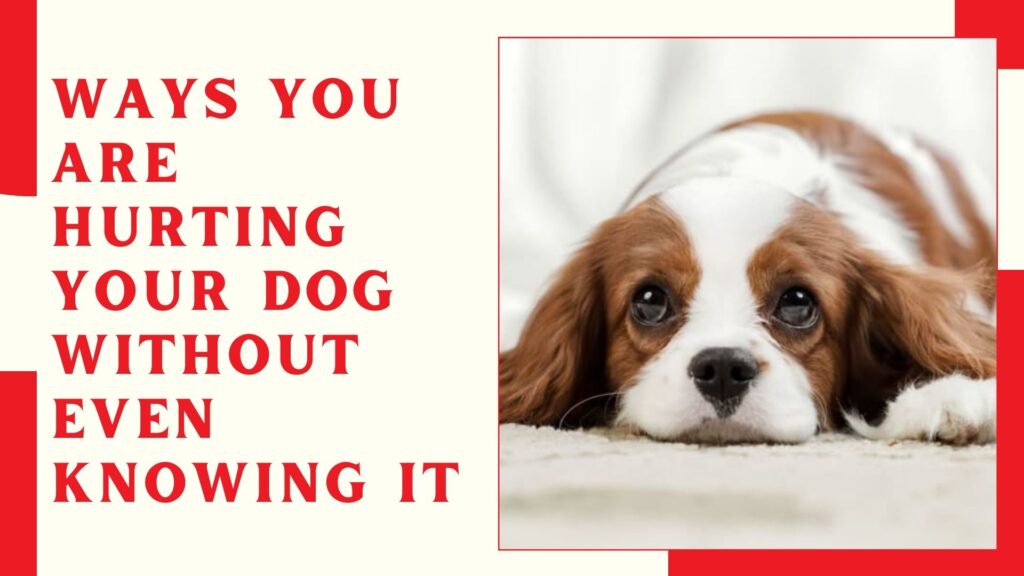 Ways You Are Hurting Your Dog Without Even Knowing It