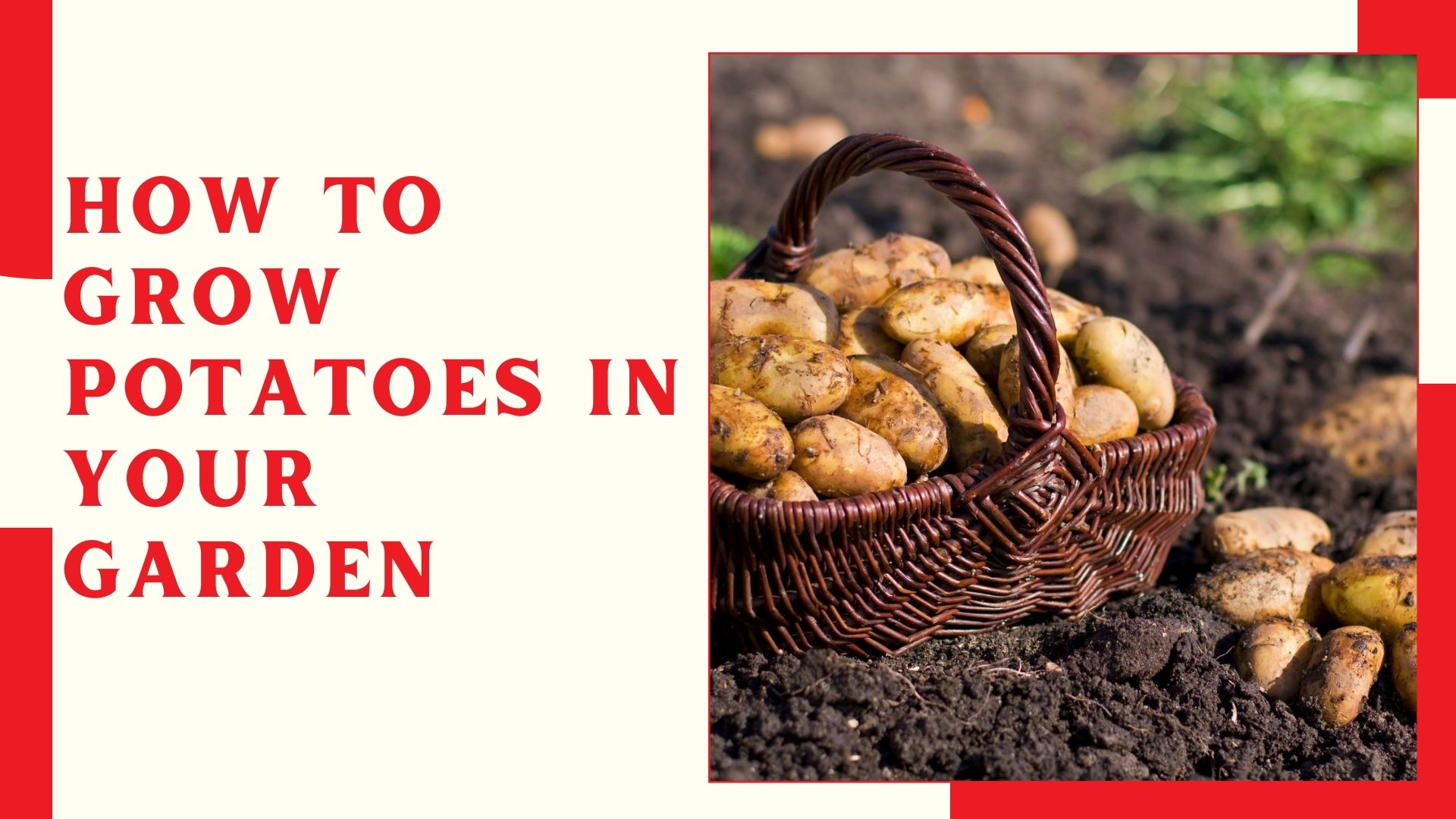 How to Grow Potatoes in Your Garden