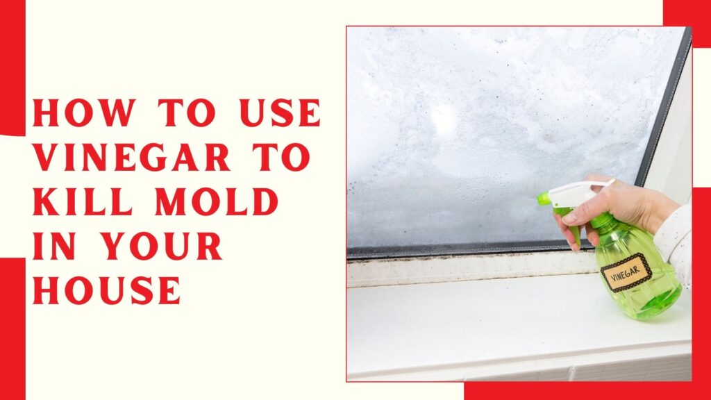 How to Use Vinegar to Kill Mold in Your House