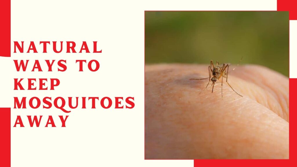 Natural Ways to Keep Mosquitoes Away