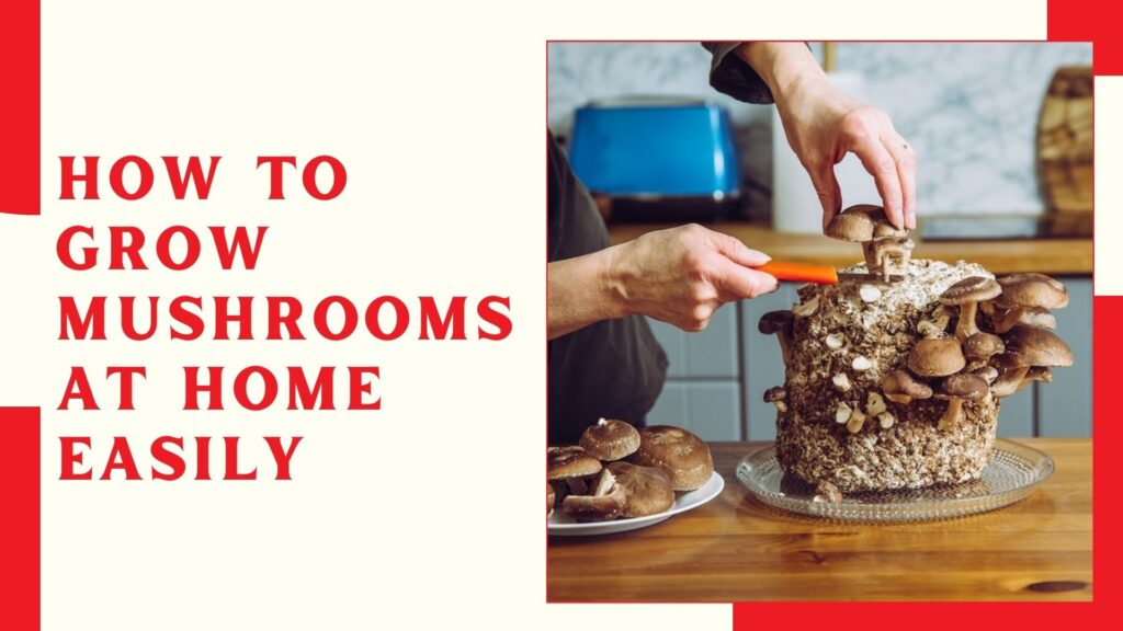 How to Grow Mushrooms at Home Easily