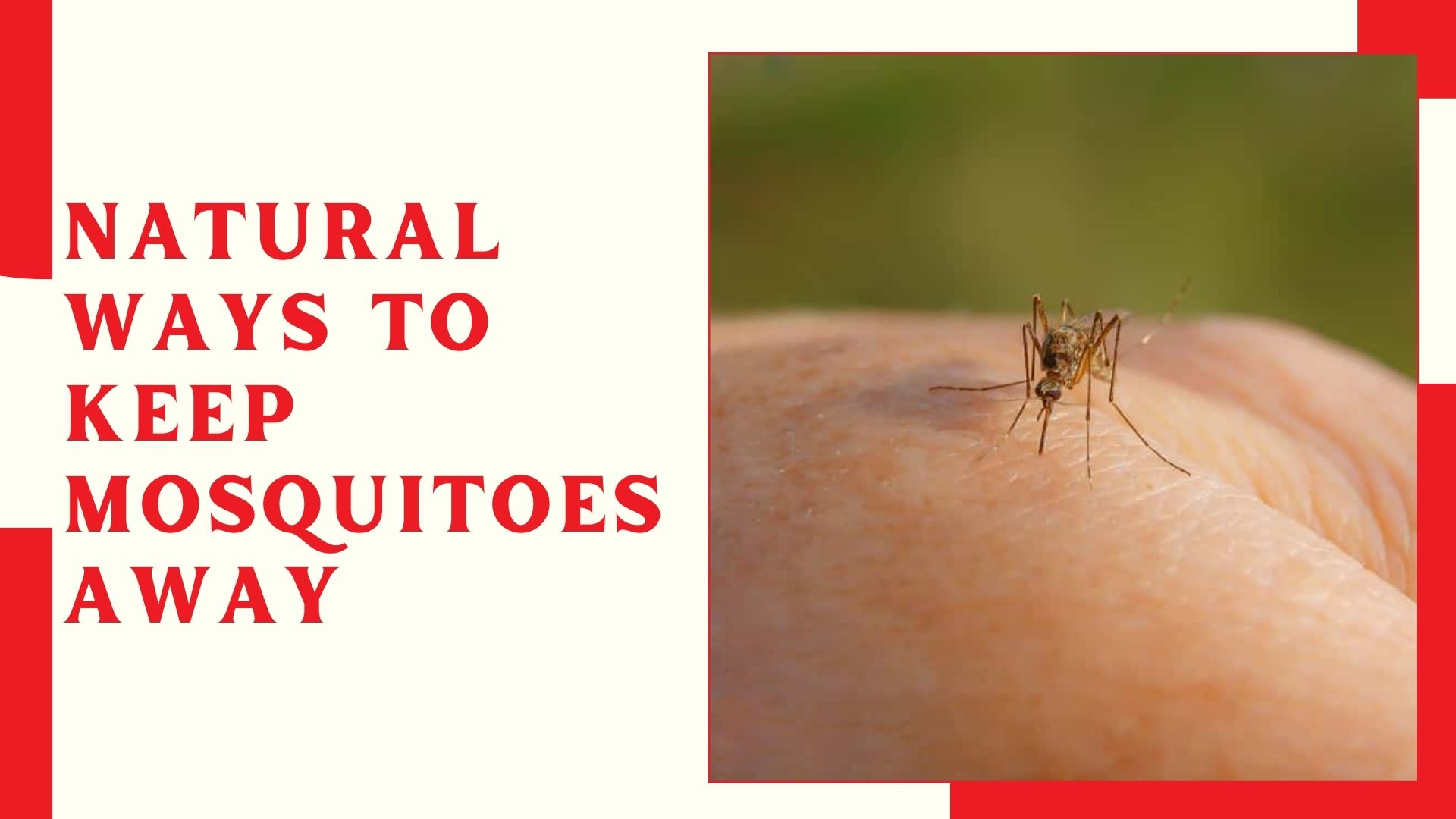 Natural Ways to Keep Mosquitoes Away