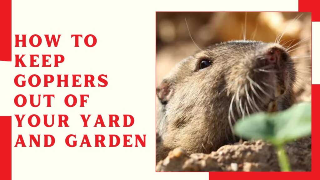 How to Keep Gophers Out of Your Yard and Garden