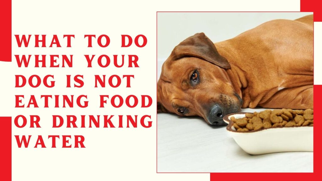 What to Do When Your Dog is Not Eating Food or Drinking Water