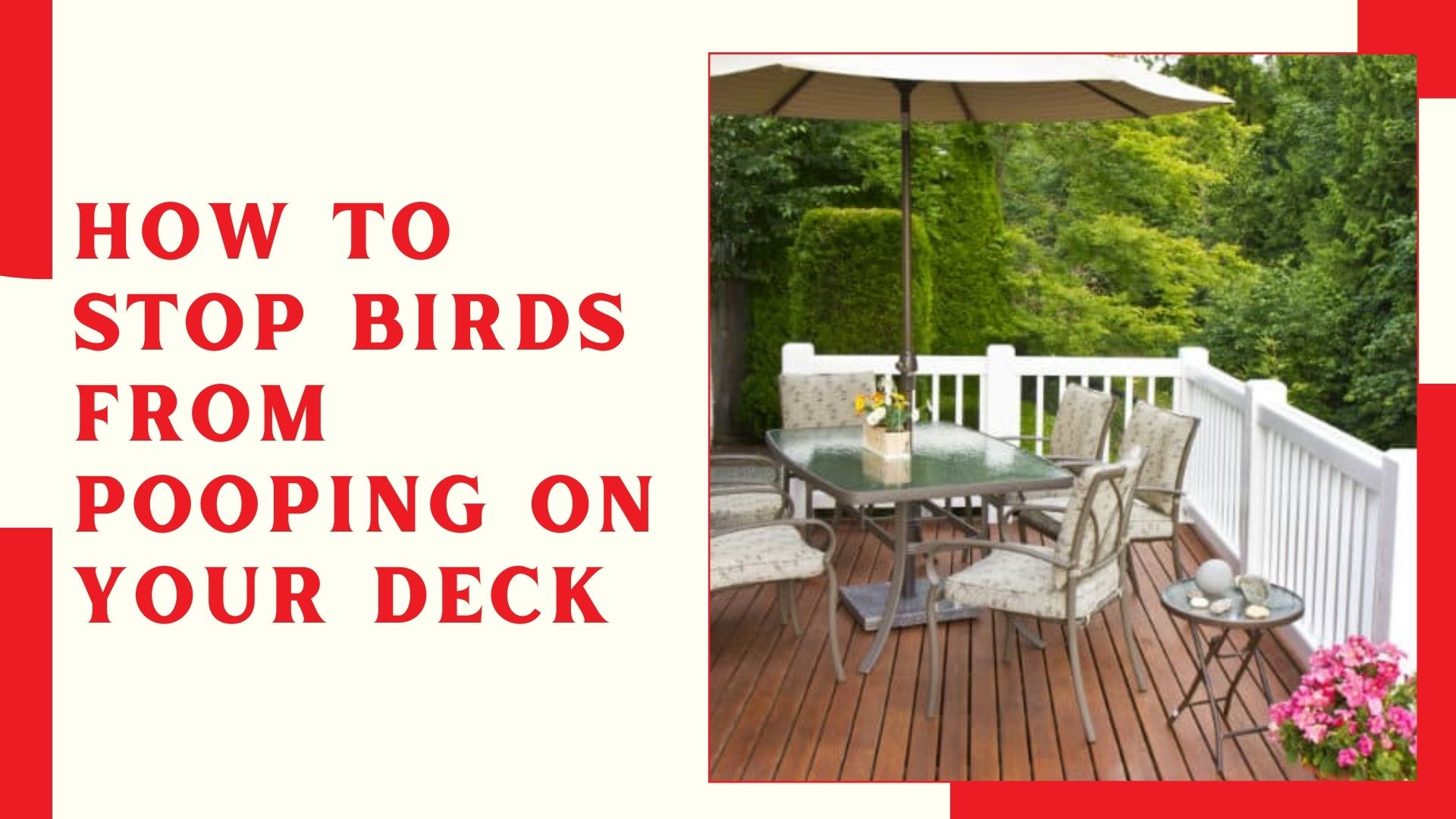 How to Stop Birds from Pooping on Your Deck