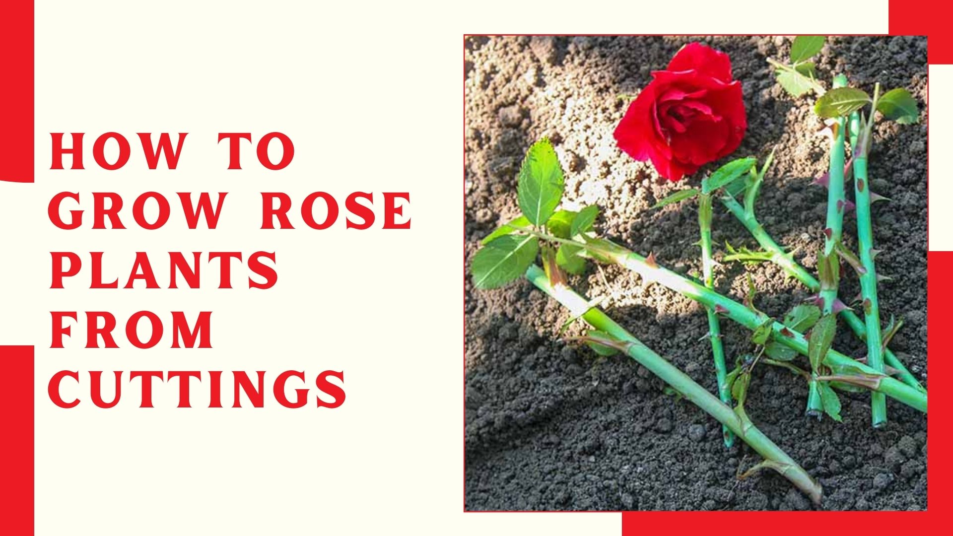 How to Grow Rose Plants from Cuttings