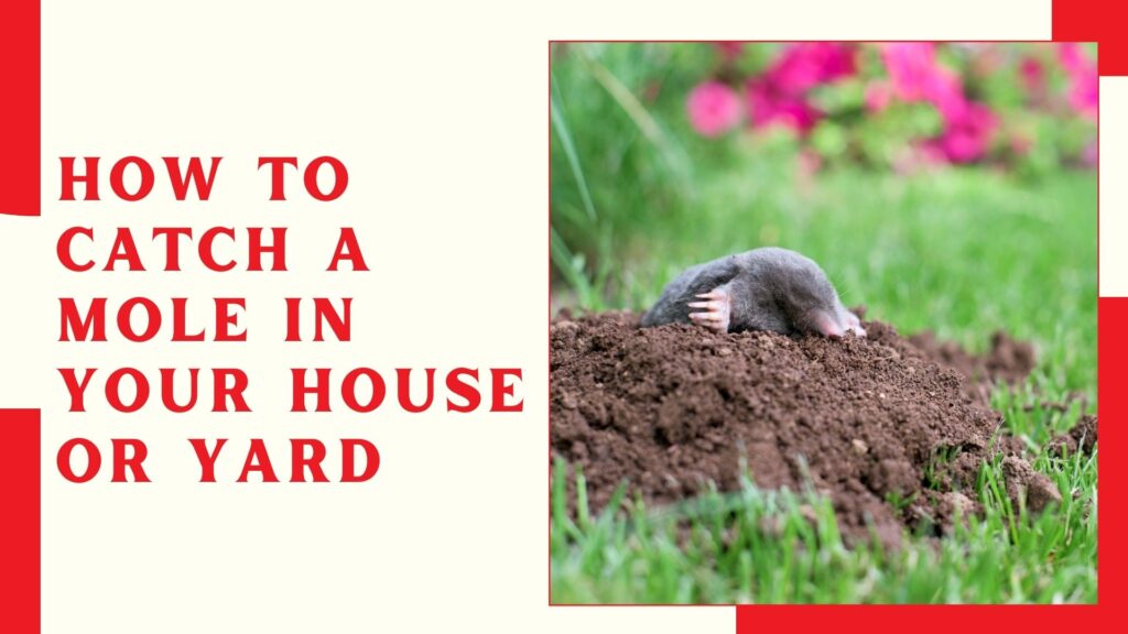 How to Catch a Mole in Your House or Yard