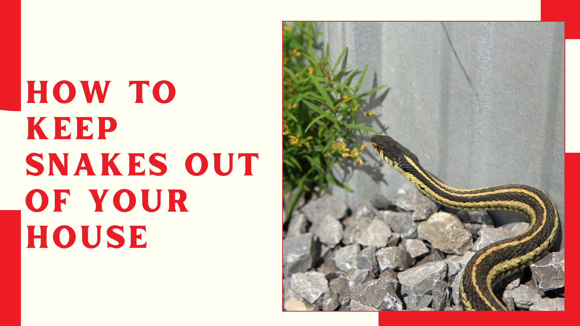 How to Keep Snakes Out of Your House