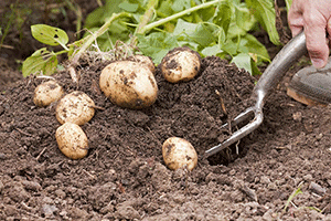 Harvesting and Storing
