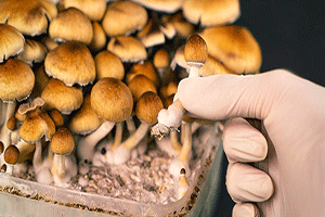 Signs That Mushrooms Are Ready to Harvest
