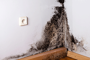 Identify Mold-Affected Areas: 
