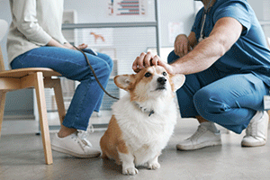 Importance of Regular Vet Visits
