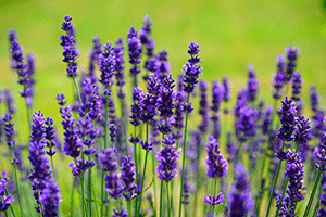 Lavender