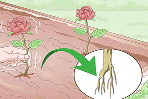 Monitor Root Development
