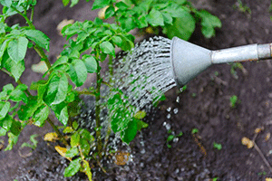 Plants Watering
