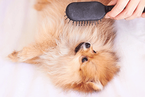 Regular Brushing
