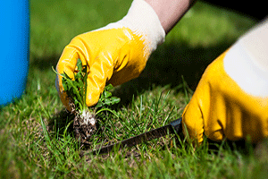 Weed Control
