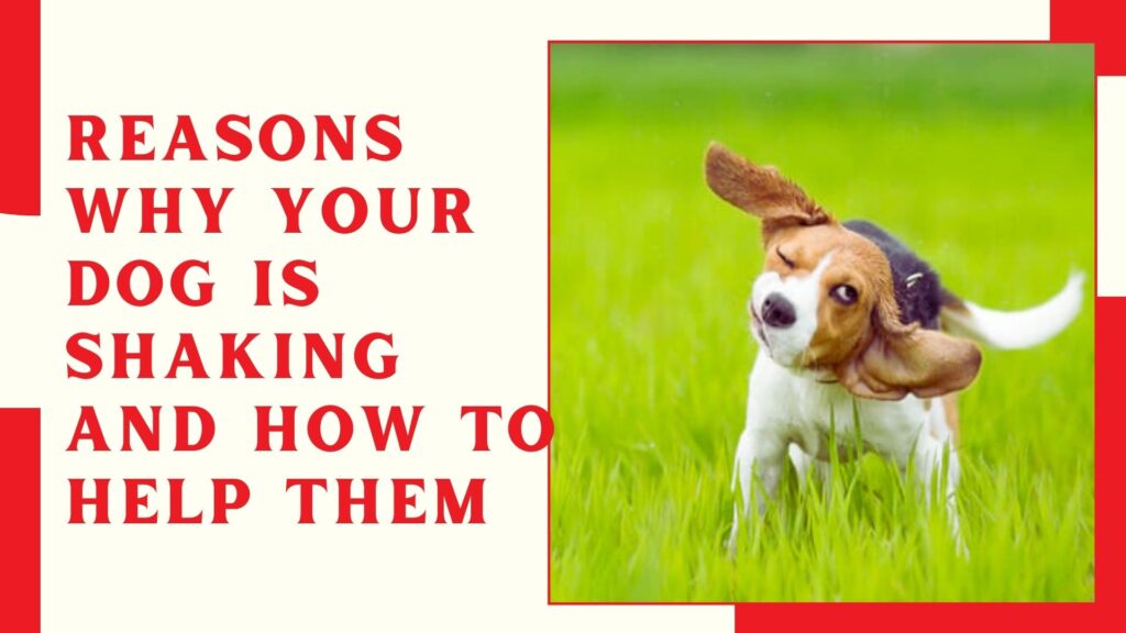 Reasons Why Your Dog is Shaking and How to Help Them