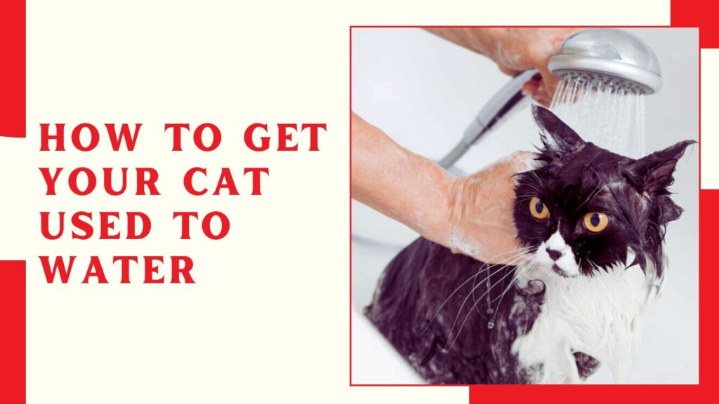 How to Get Your Cat Used to Water