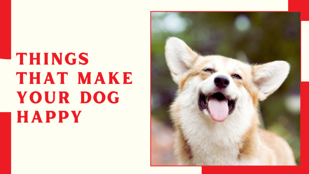 Things That Make Your Dog Happy