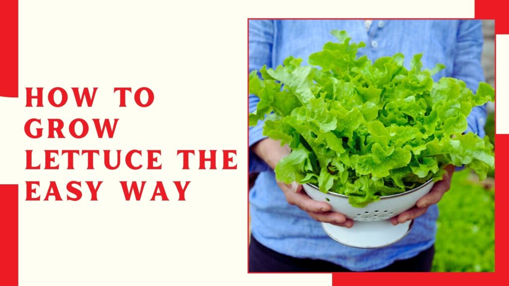 How to Grow Lettuce the EASY Way