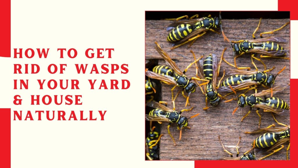 How to Get Rid of Wasps in Your Yard & House Naturally