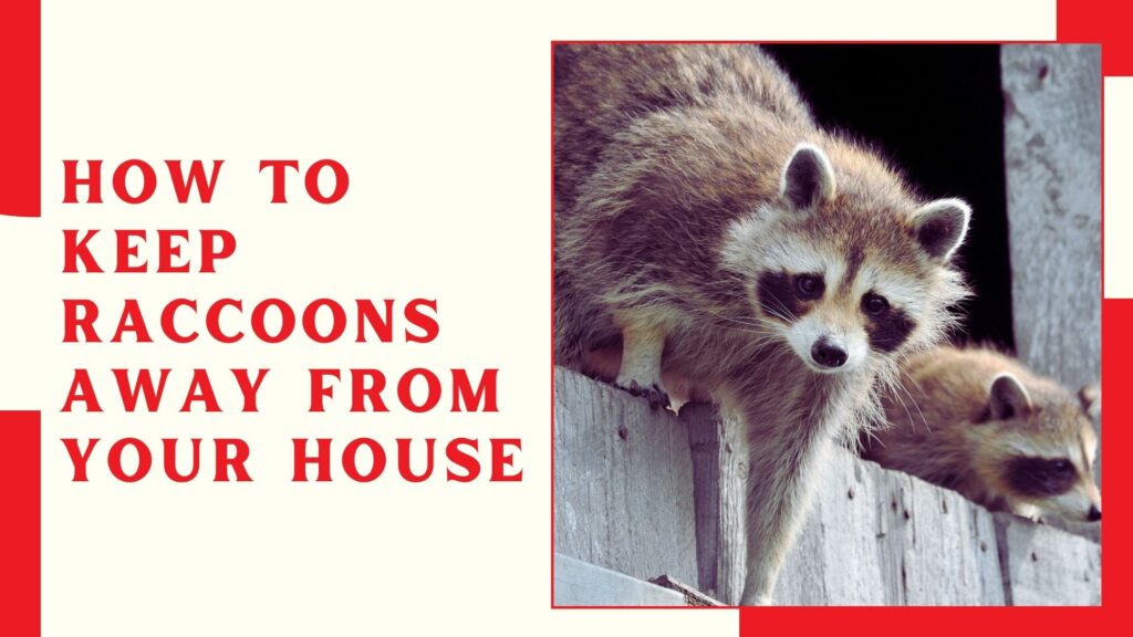 How to Keep Raccoons Away from Your House