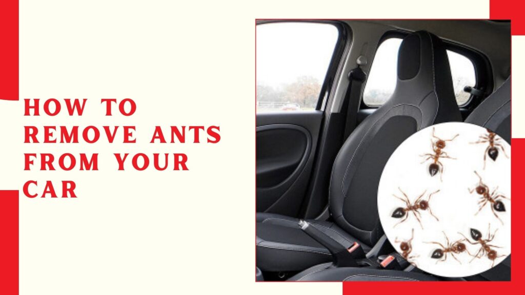 How To Remove Ants From Your Car