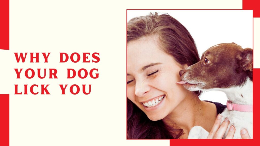 Why Does Your Dog Lick You