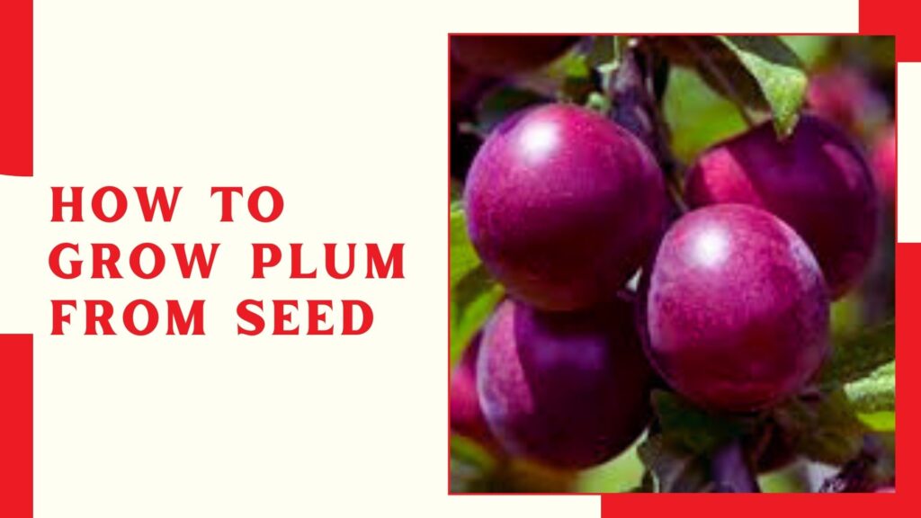 How to Grow Plum from Seed