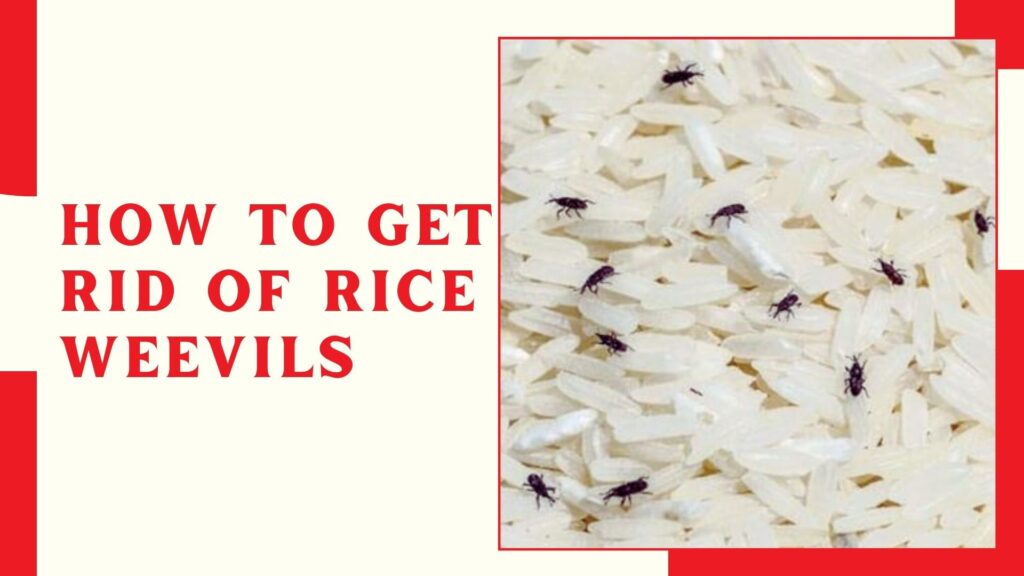 How to Get Rid of Rice Weevils