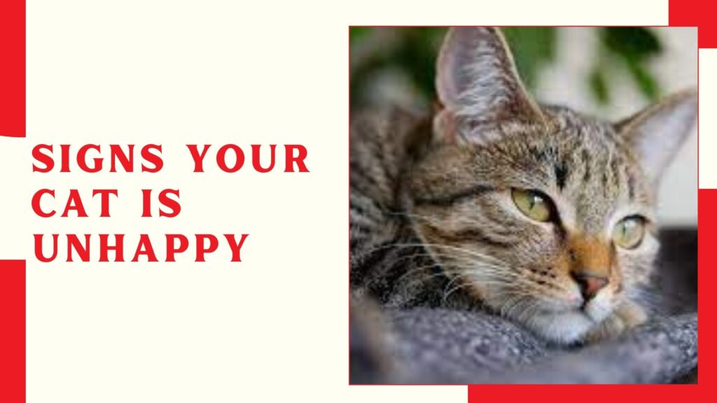 Signs Your Cat Is Unhappy