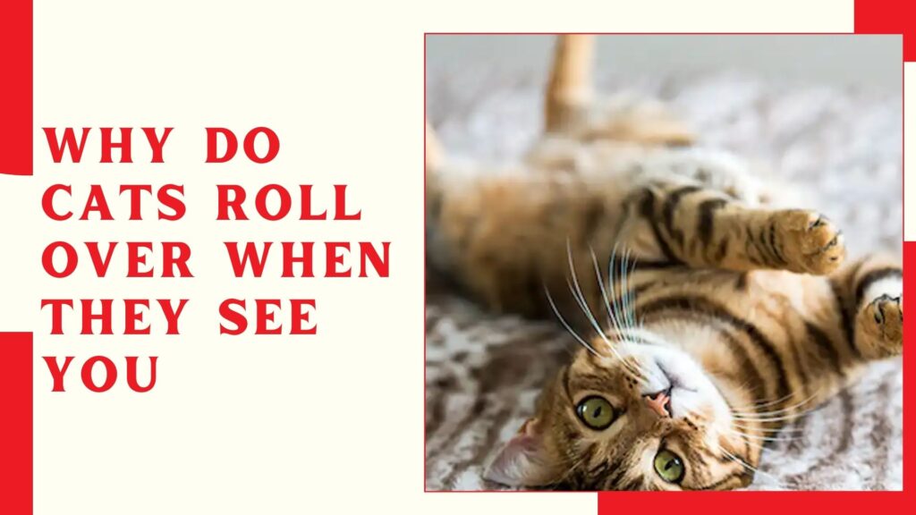 Why Do Cats Roll Over When They See You