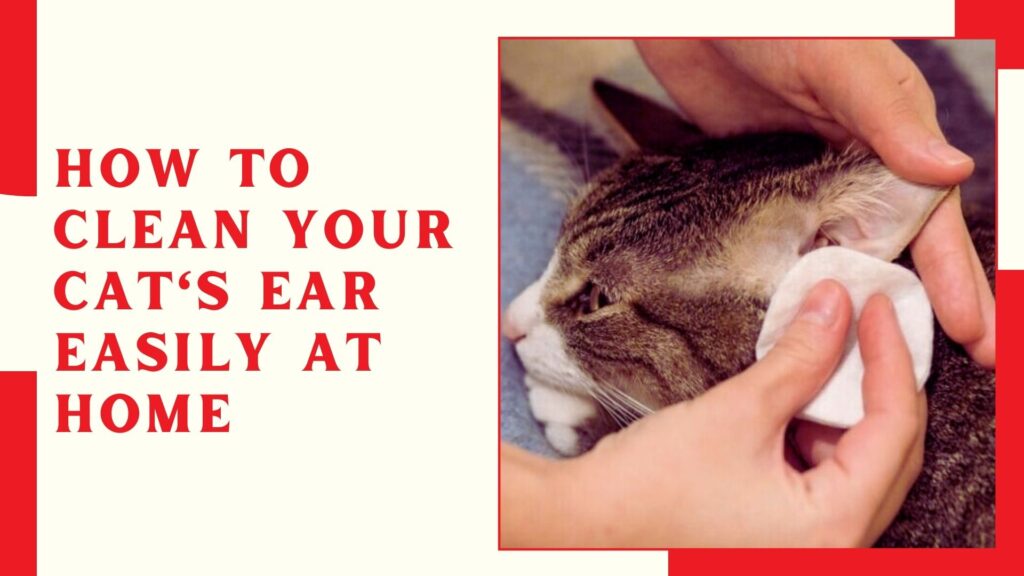 How to Clean Your Cat's Ear Easily at Home