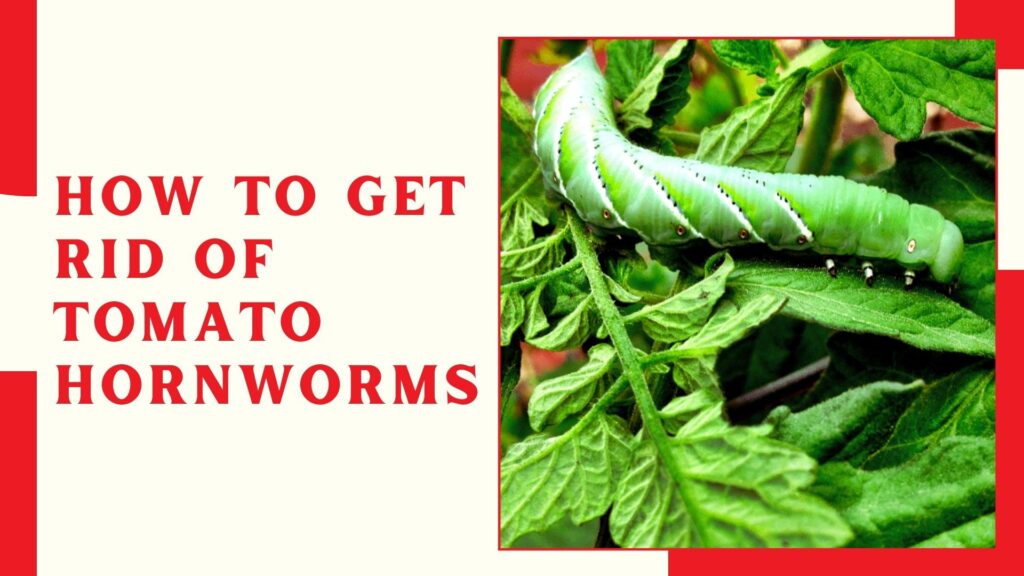 How to Get Rid of Tomato Hornworms