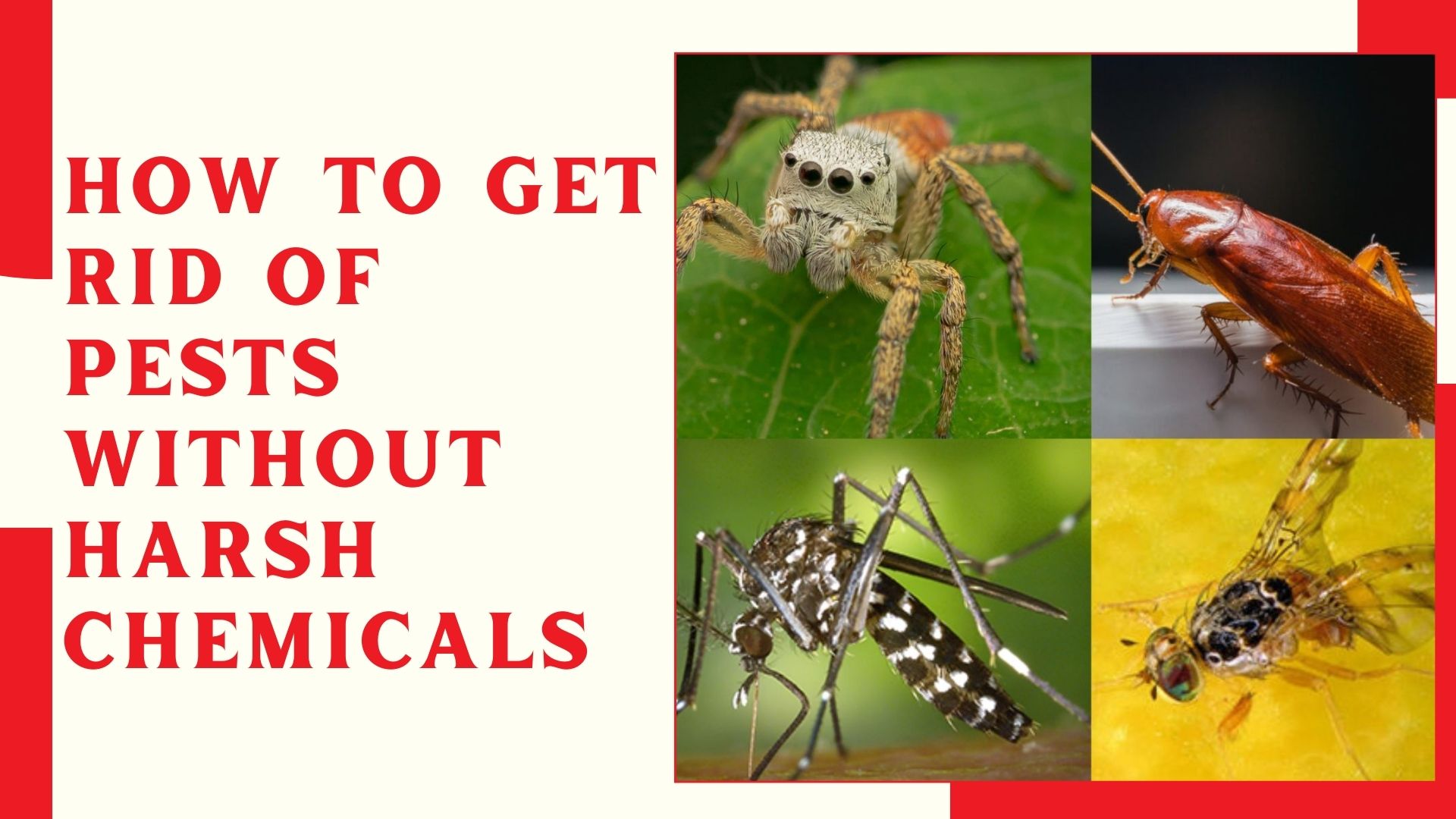 How to Get Rid of Pests Without Harsh Chemicals