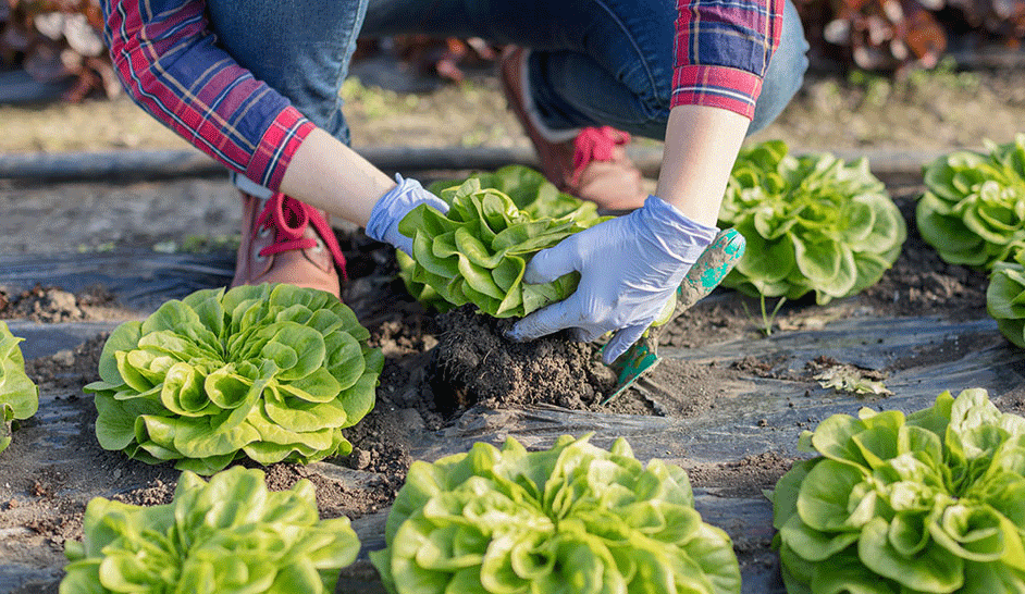 Harvesting
