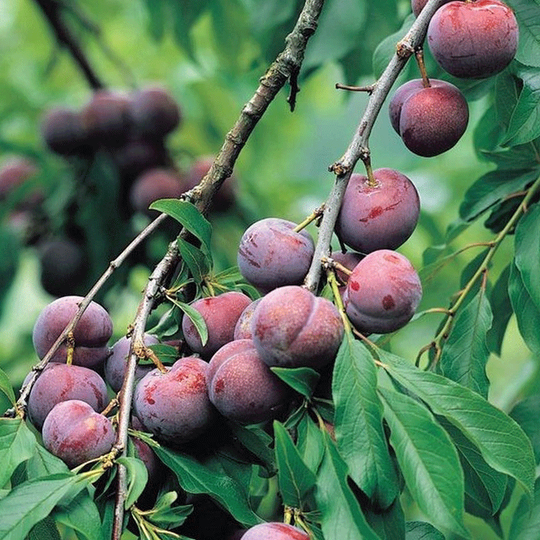 Prune and Train the Tree