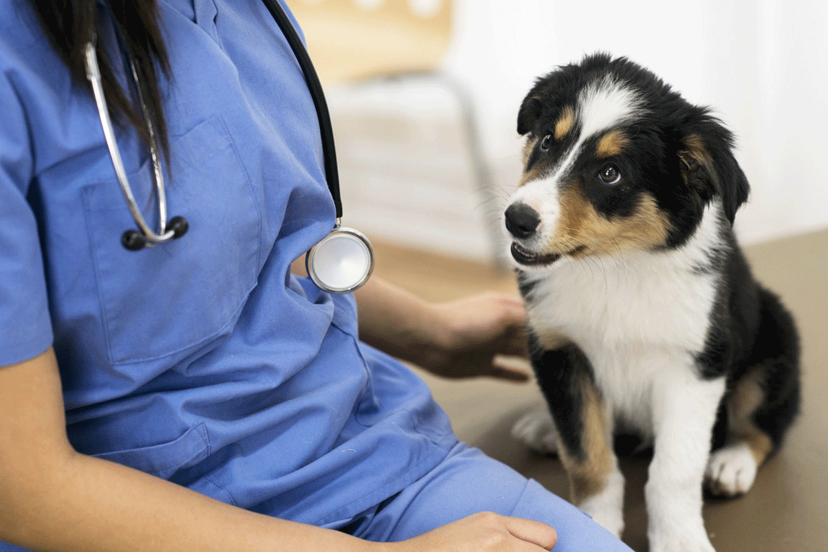 Regular Veterinary Care