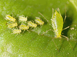 Aphids