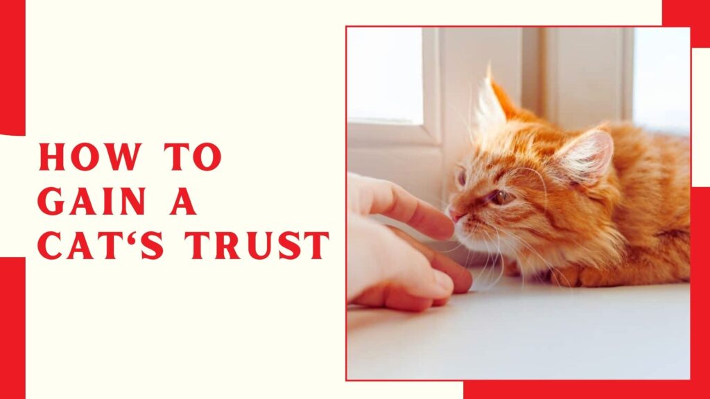 How to Gain a Cat's Trust